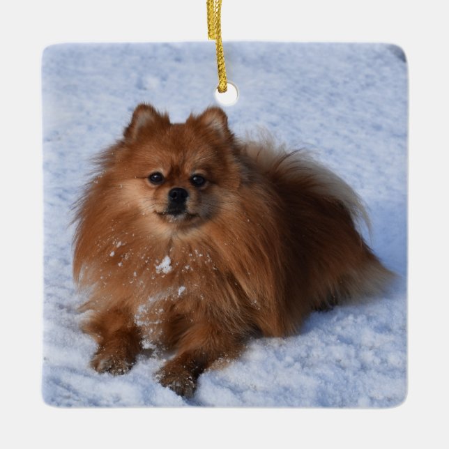 Ornamento De Cerâmica Fluffy Pomeranian Puppy Dog na neve (Frente)