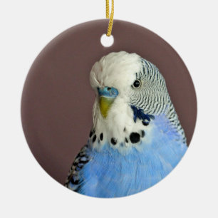 Ornamento De Cerâmica Foto bonito de periquito azul
