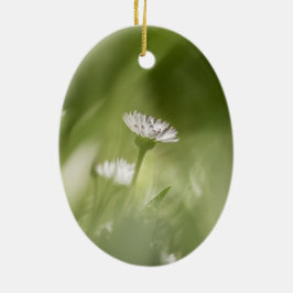 Ornamento De Cerâmica Foto de Daisy Nature