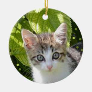 Ornamento De Cerâmica Foto de Gatinho Tabby Personalizada