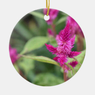 Ornamento De Cerâmica Foto do Jardim Celosia, Flor Magenta Rosa bonito