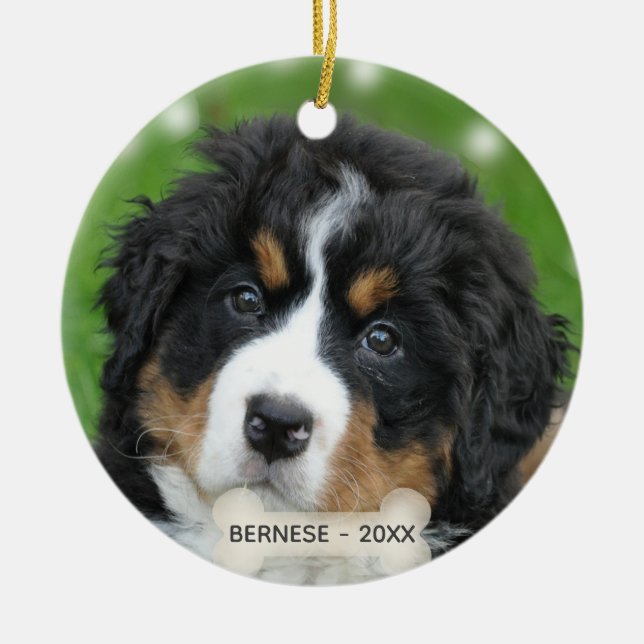 Ornamento De Cerâmica Foto personalizada do cão de montanha Bernese (Frente)