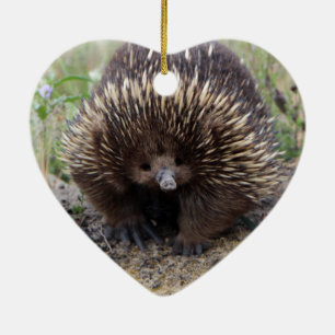 Ornamento De Cerâmica Foto selvagem australiana nativa do Echidna