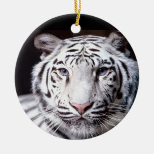 Ornamento De Cerâmica Fotografia branca do tigre de Bengal