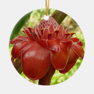 Ornamento De Cerâmica Fotografia do Flor Tropical de Red Torch Ginger