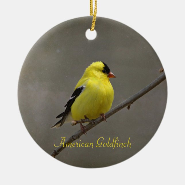Ornamento De Cerâmica Fotografia Goldfinch Americana (Frente)