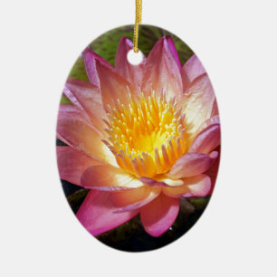Ornamento De Cerâmica Fotografia Lily de Água Rosa