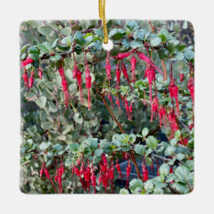 Ornamento De Cerâmica Fuchsiaflower Gooseberry (Ribes speciosum)