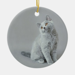 Ornamento De Cerâmica Gatinho britânico do shorthair