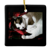 gatinho do tartan do sapato de neve