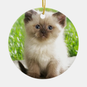 Ornamento De Cerâmica Gatinho inocente de Ragdoll