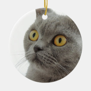 Ornamento De Cerâmica Gato Animal de Estimação Mal-Humorado Franziu a Ca