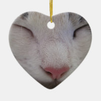 Gato Dormindo