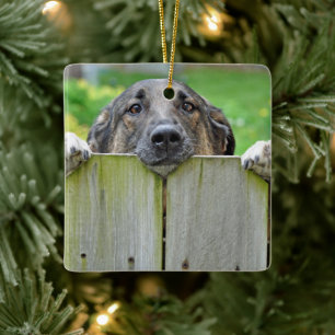 Ornamento De Cerâmica German shepherd a olhar para a cerca