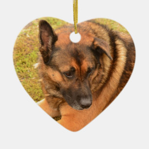 Ornamento De Cerâmica German shepherd com a uma orelha flexível