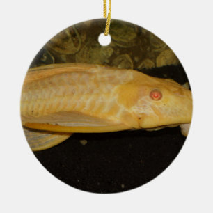 Ornamento De Cerâmica Gibbiceps