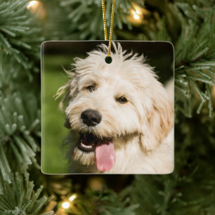Ornamento De Cerâmica Goldendoodle Puppy