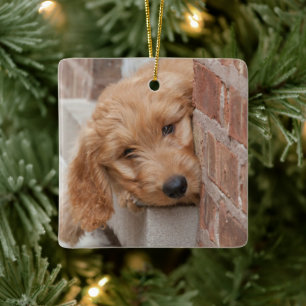 Ornamento De Cerâmica Goldendoodle Puppy Peeking