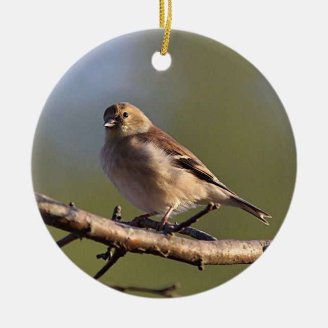 Ornamento De Cerâmica Goldfinch americano na plumagem do inverno (Frente)