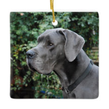 Great Dane imagem