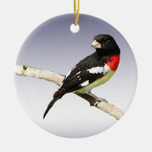Ornamento De Cerâmica Grosbeak do Rosa-breasted
