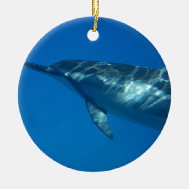 Ornamento De Cerâmica Hawaii Spinner Dolphin (Frente)