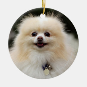 Ornamento De Cerâmica Headshot 1 de Pomeranian