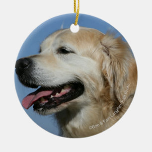 Ornamento De Cerâmica Headshot 4 do golden retriever