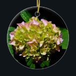 Ornamento De Cerâmica Hídranga floral verde-rosa-esverdeado Elegante<br><div class="desc">Uma bela hidrangea com toques de rosa e amarelo</div>