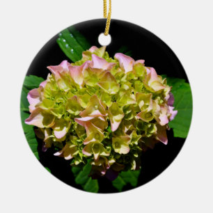Ornamento De Cerâmica Hídranga floral verde-rosa-esverdeado Elegante
