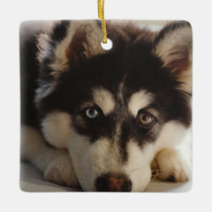 Ornamento De Cerâmica husky siberiano, preto e branco