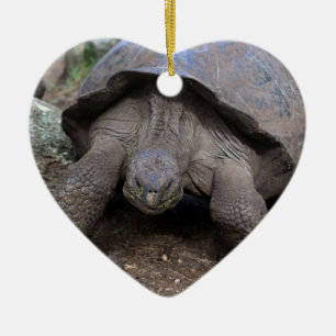 Ornamento De Cerâmica Ilhas Galápagos da tartaruga gigante