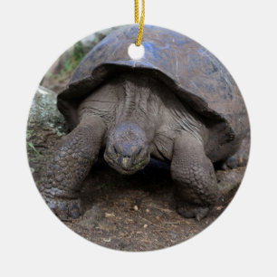 Ornamento De Cerâmica Ilhas Galápagos da tartaruga gigante
