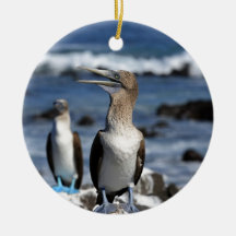 Ilhas Galápagos, de pés azuis