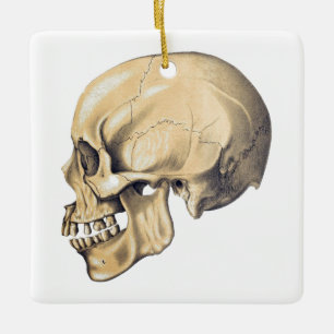 Ornamento De Cerâmica Ilustração da Anatomia do Crânio do Vintage