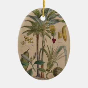 Ornamento De Cerâmica Impressão de Botânica Antiquado - Fruta Tropical