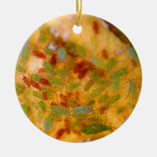 Ornamento De Cerâmica Infestação dos afídios