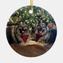Keeshond com árvore de Natal