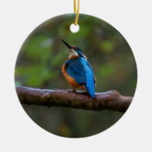 Kingfisher num galho