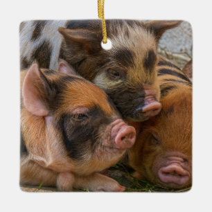 Ornamento De Cerâmica KuneKune