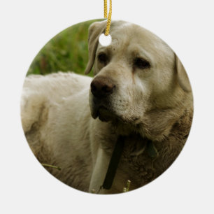 Ornamento De Cerâmica Labrador Photo