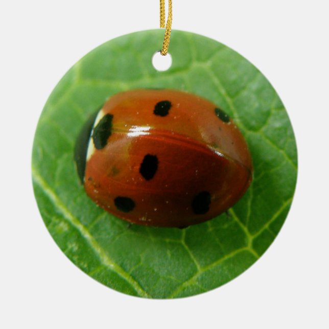 Ornamento De Cerâmica Ladybug Custom Birthday (Frente)
