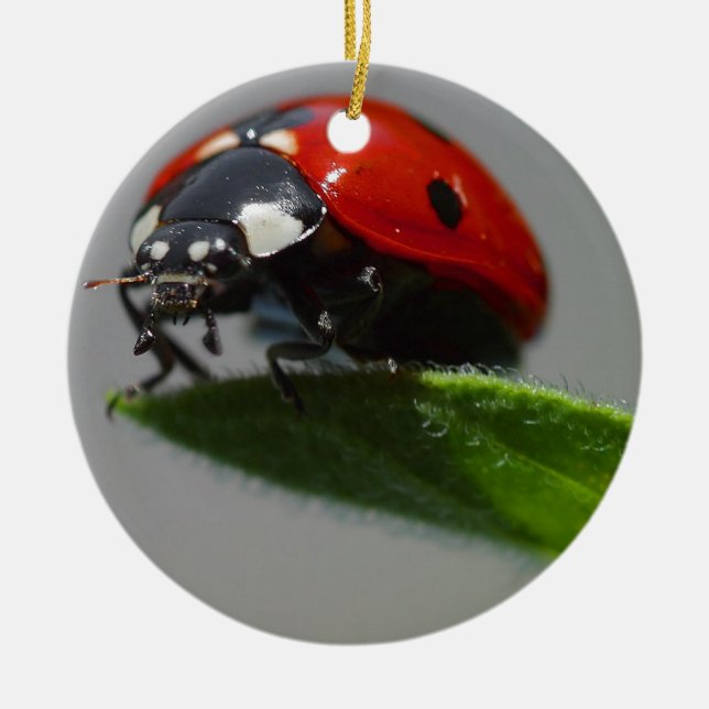 Ornamento De Cerâmica Ladybug Lovers Art (Frente)