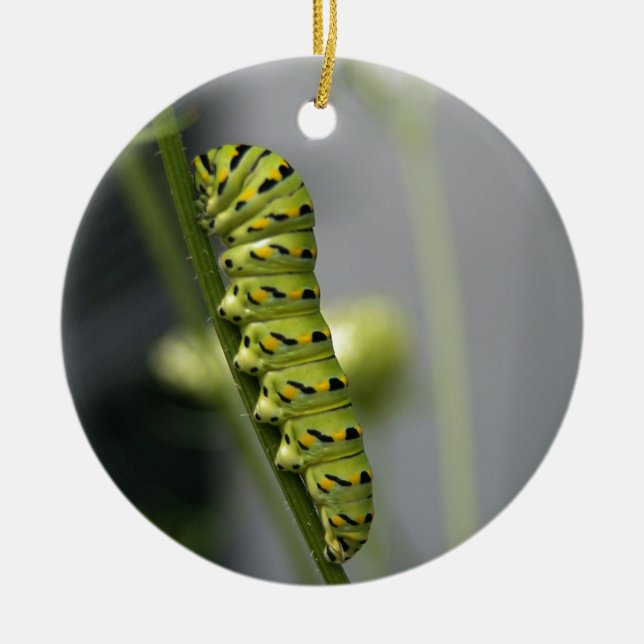 Ornamento De Cerâmica Lagarta-do-mato-preto (parasita) em Dil (Frente)