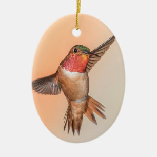 Ornamento De Cerâmica Laranja Rufous Hummingbird em um ponto impressiona