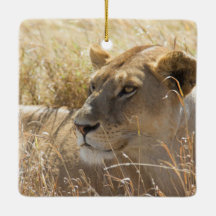 Leão na colocação na grama alta de Serengeti