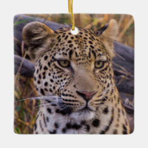 Ornamento De Cerâmica Leopardo sentado, Botsuana, África