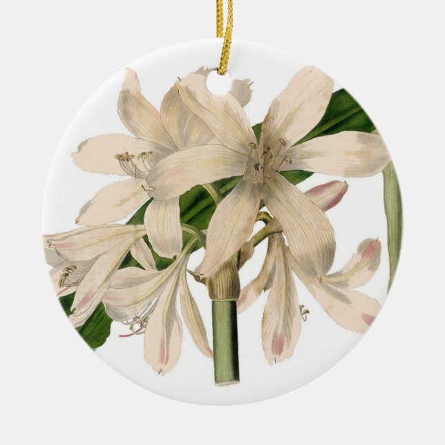 Ornamento De Cerâmica Lily de Natal Botânico Branco (Frente)