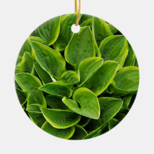 Ornamento De Cerâmica Linda planta verde-hosta