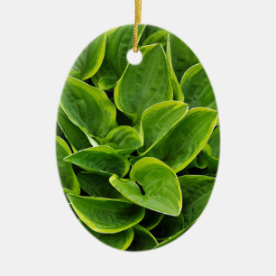Ornamento De Cerâmica Linda planta verde-hosta